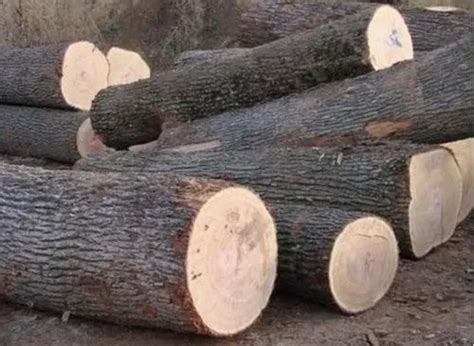 Silver Oak Timber Wood - Silver Wood Runners Wholesale Trader from Chennai