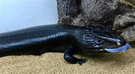 Stunning Melanistic Blue Tongue Skink