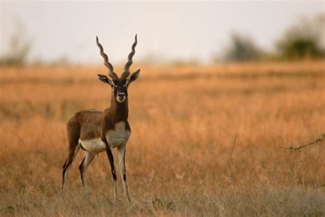 Blackbuck - 3 day hunt - Antlered Acres: Okeechobee Hunting