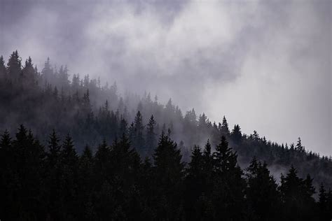 HD wallpaper: cloudy, forest, fog, dark, dramatic, depressive, autumn ...