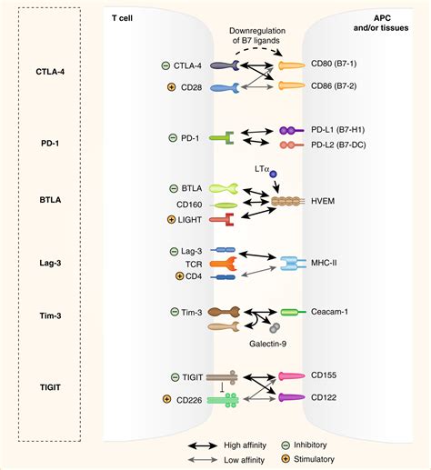 Tipping the balance: inhibitory checkpoints in intestinal homeostasis - Mucosal Immunology