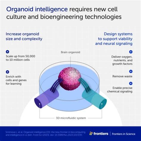 Scientists unveil plan to create biocomputers powered by human brain cells - ScienceBlog.com