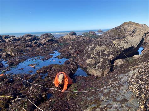 On the Edge: The Curious Lives of Intertidal Organisms and How We Monitor Them (U.S. National ...