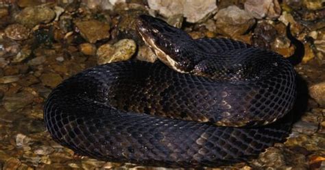 Nixa man dies of suspected cottonmouth snake bite