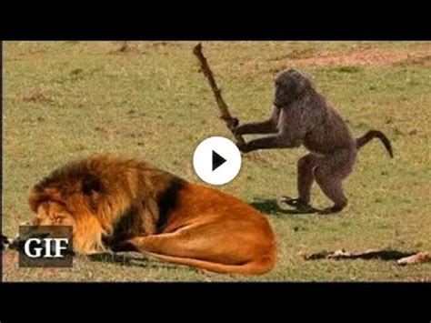 Top 131 + A funny videos of animals - Lifewithvernonhoward.com