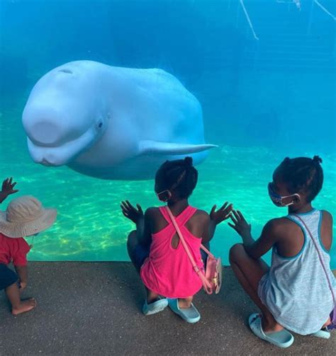 Home to beluga whales, is Mystic Aquarium among best in nation?