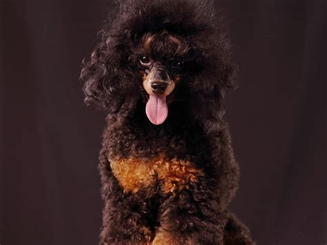 Poodle Colors: A Comprehensive Guide To Each Unique Coat