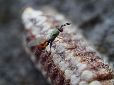 Parasitoid wasp life cycle — Science Learning Hub