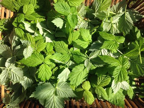 Raspberry Leaf Tea - Harvesting, Drying, and Brewing — Daily Harvest Designs