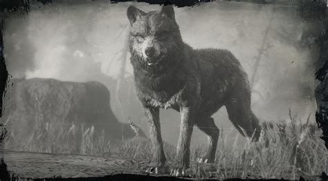 Legendary Wolf | RDR2 Animals | Map Location & Where To Find