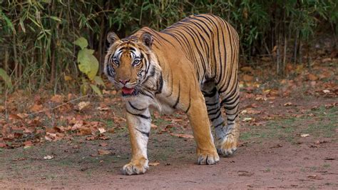 Wildlife - Bandhavgarh National Park on Behance