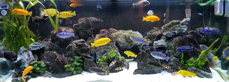 17.4. Lake Malawi Cichlids