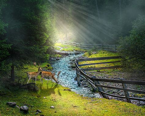 性质 景观 水 山间溪流 大气 山中的小溪 动物 雾 心情图片免费下载 - 觅知网