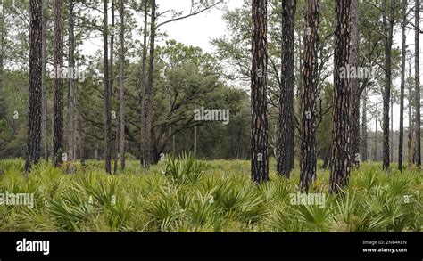 A view of the landscape at Half Moon Wildlife Management Area, Lake ...