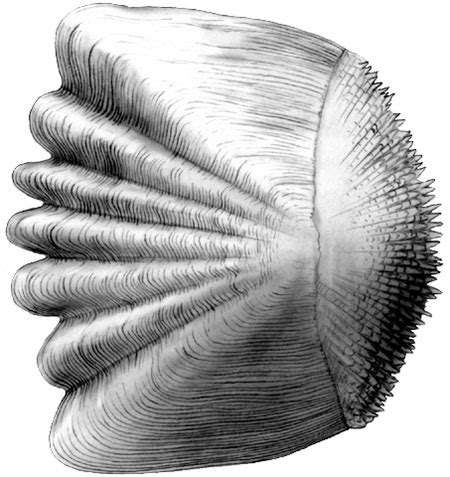 Ctenoid scale of a bony fish (Yellow perch) – Emily S. Damstra – Emily S. Damstra