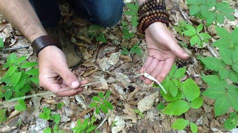 Indian Cucumber- Wild Edible- Foraging for Free Food - YouTube