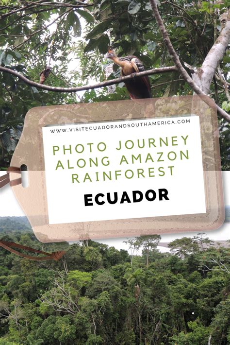 The Amazon rainforest of Ecuador - photo journey