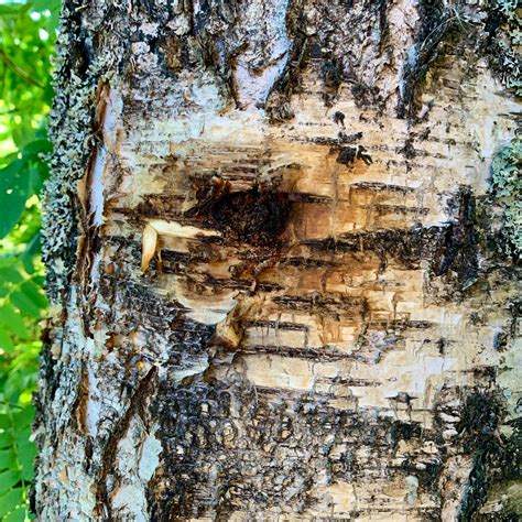 In-depth Chaga Cultivation guide – Näckrosgården