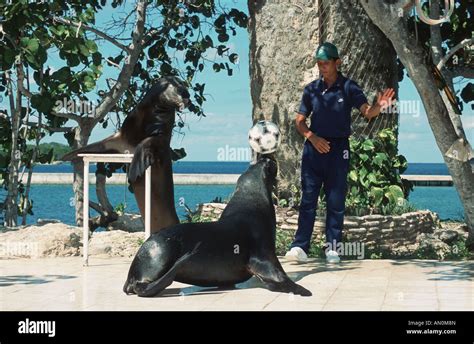 Trained sea Lion balancing ball on its nose near Guardalavaca, Holguin ...