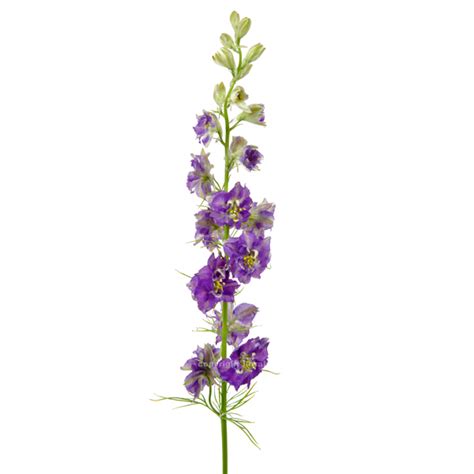 LARKSPUR PURPLE - I&F Design