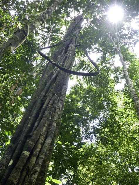 Turbulence in and above Amazon canopy - ATTO - Amazon Tall Tower Observatory