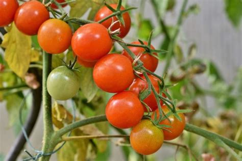 Hydroponic Tomato Farming, Nutrient Solution, Yield | Agri Farming