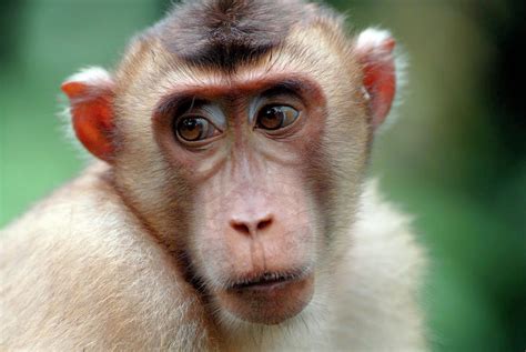 Juvenile Northern Pig-tailed Macaque Photograph by Sinclair Stammers/science Photo Library ...