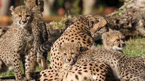 4 cheetah cubs move into exhibit at San Diego Zoo Safari Park - ABC7 ...