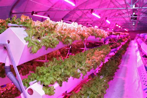 What Is Aeroponics?