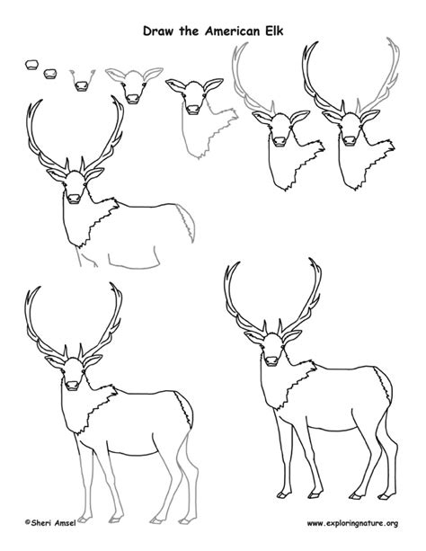 Elk (American) Drawing Lesson