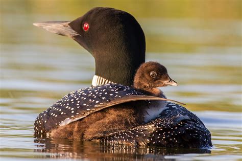 Common Loon | Audubon Field Guide