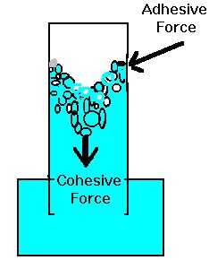 Cohesive forces – Isaac's science blog