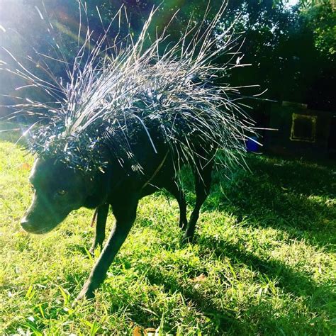 Porcupine Dog costume