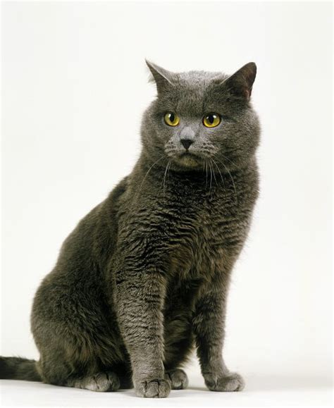 Chartreux Cat Breed: Size, Appearance & Personality