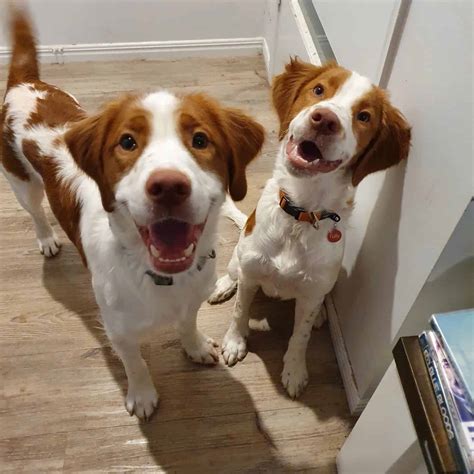 Brittany Spaniel Lab Mix