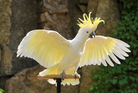 Details of Cockatoo