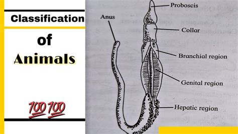 Classification of animals , Phylum : Hemichordata | How to draw Balanoglossus labelled diagram ...