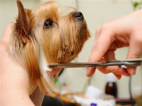 Pros and Cons of Starting a Mobile Dog Grooming Business on a Trailer ...