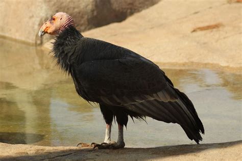 California Condors Have Been Endangered Since Humans Arrived In America