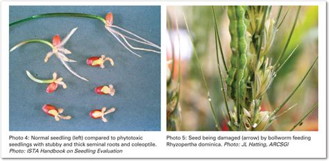 Factors affecting wheat seed germination