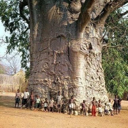 ‘Tree of life’ in South Africa : r/AbsoluteUnits