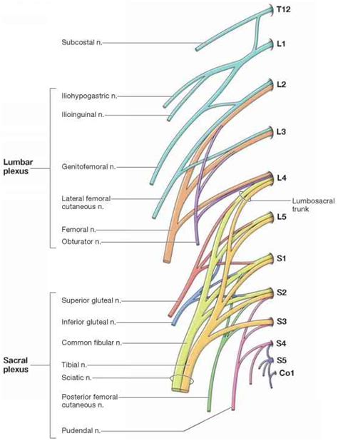 Sacral Plexus Anatomy