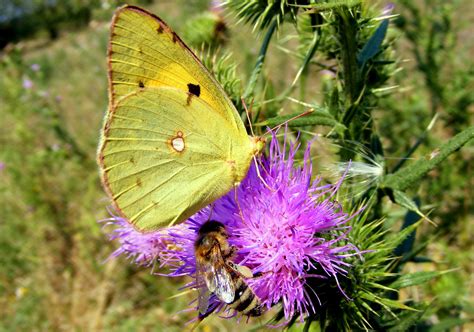 Free photo: Brimstone Butterfly - Animal, Brimstone, Butterfly - Free Download - Jooinn