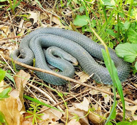 Blue Racer Facts, Description, Diet, and Pictures