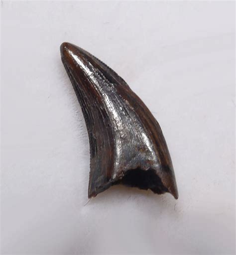 ACHERORAPTOR FOSSIL DROMAEOSAUR 'RAPTOR' DINOSAUR TOOTH FROM HELL CREEK *DT6-188 - TIME VAULT ...