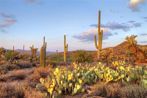 Saguaro National Park | Find Your Park