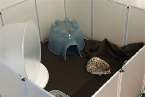 Hedgehog Cage Setup (List Of The Basic Cage Requirements)