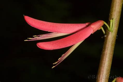 Coralbean | Trees and Shrubs | Nature In Focus