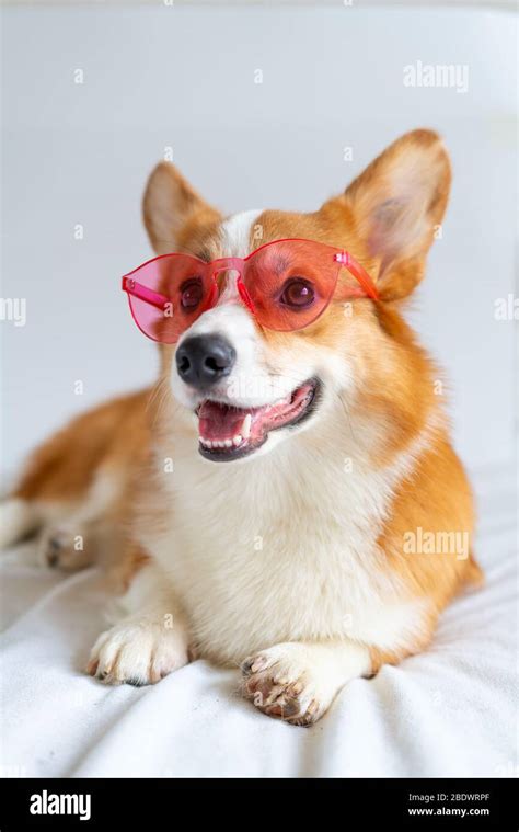 Cute corgi dog posing in fashion pink sunglsses at home Stock Photo - Alamy