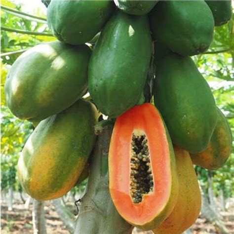 Hybrid Papaya Seeds - Pack of 10 seeds - Bonsai Plants Nursery